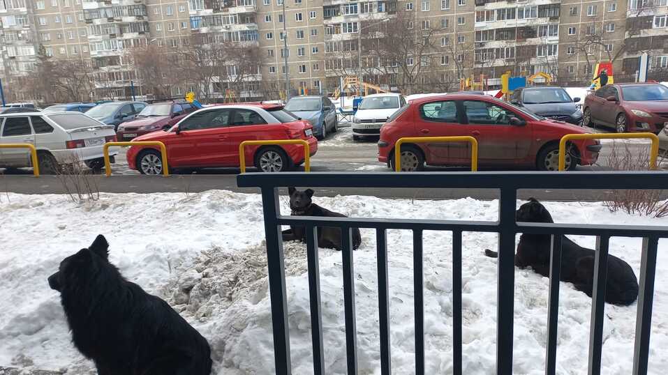 «Деньги пилят, собак убивают». Как «черные» приюты и «разводчики» зарабатывают на животных 4 «Деньги пилят, собак убивают». Как «черные» приюты и «разводчики» зарабатывают на животных 4