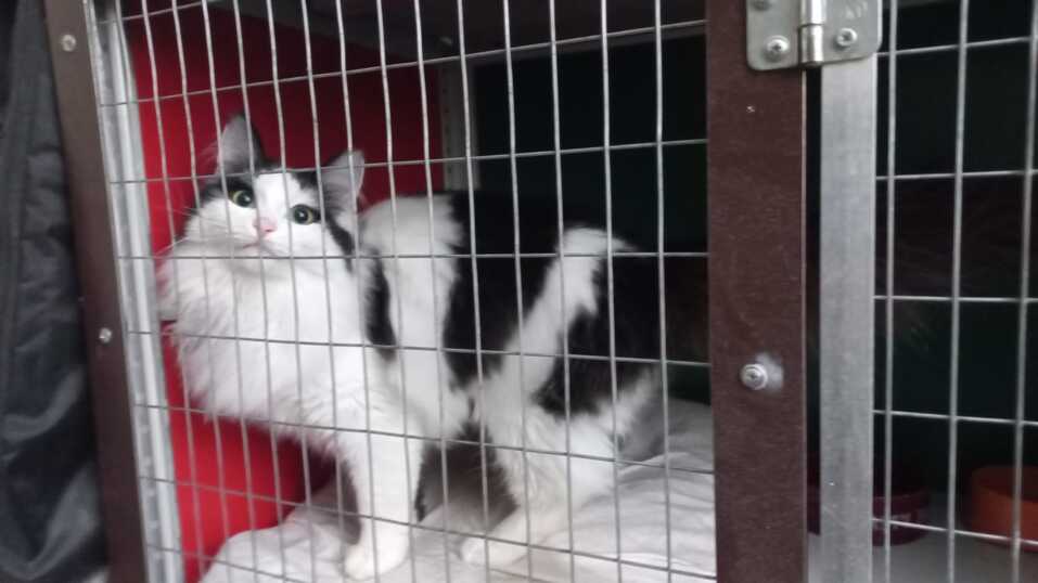 «Деньги пилят, собак убивают». Как «черные» приюты и «разводчики» зарабатывают на животных 6 «Деньги пилят, собак убивают». Как «черные» приюты и «разводчики» зарабатывают на животных 6