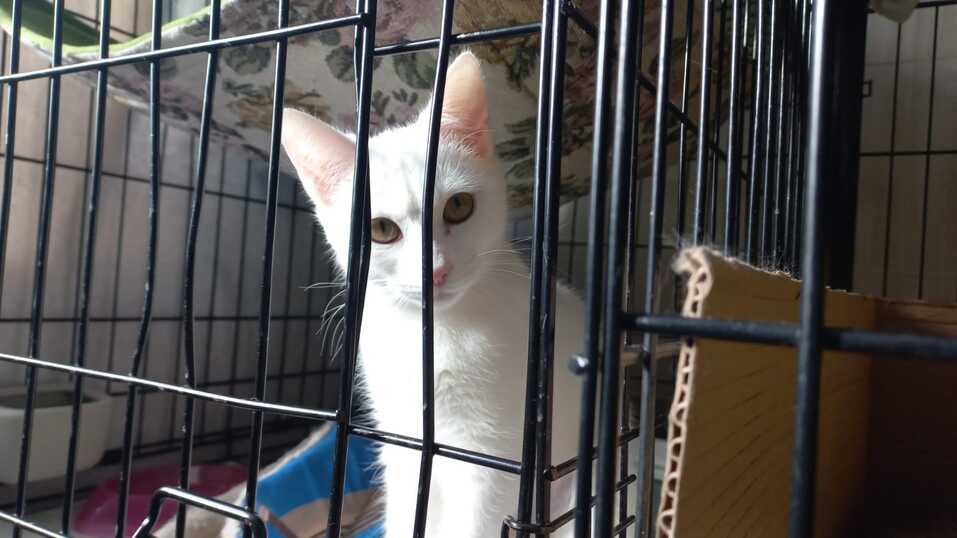 «Деньги пилят, собак убивают». Как «черные» приюты и «разводчики» зарабатывают на животных 7 «Деньги пилят, собак убивают». Как «черные» приюты и «разводчики» зарабатывают на животных 7