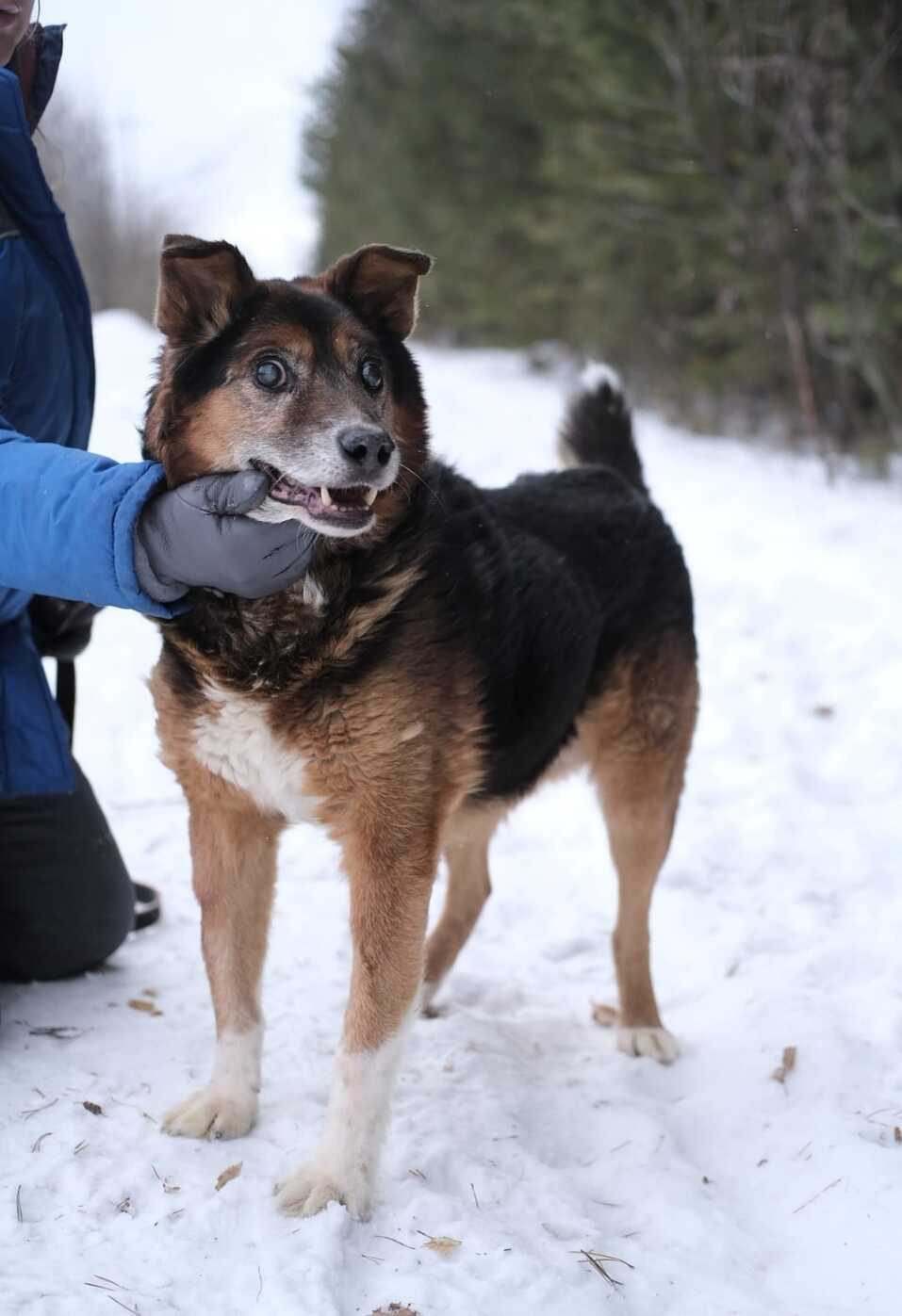 «Деньги пилят, собак убивают». Как «черные» приюты и «разводчики» зарабатывают на животных 9 «Деньги пилят, собак убивают». Как «черные» приюты и «разводчики» зарабатывают на животных 9