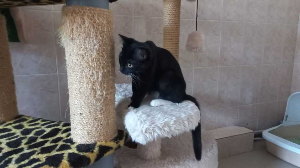 «Деньги пилят, собак убивают». Как «черные» приюты и «разводчики» зарабатывают на животных 11 «Деньги пилят, собак убивают». Как «черные» приюты и «разводчики» зарабатывают на животных 11