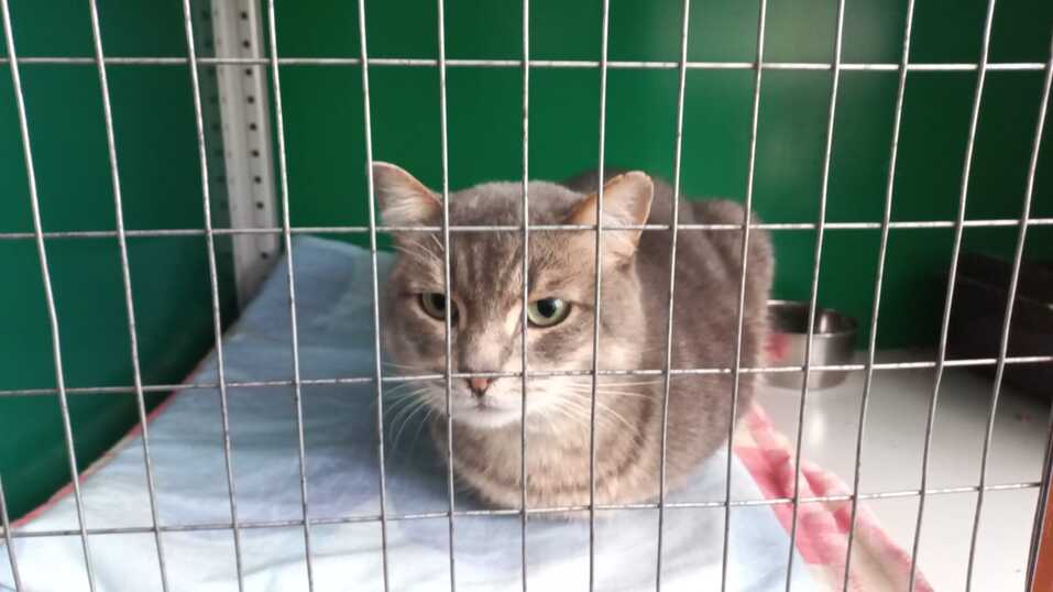 «Деньги пилят, собак убивают». Как «черные» приюты и «разводчики» зарабатывают на животных 12 «Деньги пилят, собак убивают». Как «черные» приюты и «разводчики» зарабатывают на животных 12