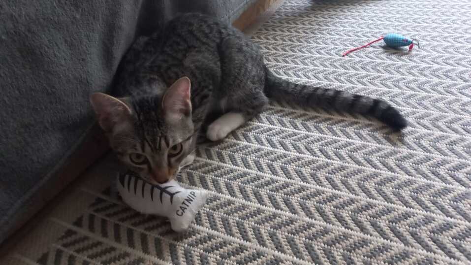 «Деньги пилят, собак убивают». Как «черные» приюты и «разводчики» зарабатывают на животных 13 «Деньги пилят, собак убивают». Как «черные» приюты и «разводчики» зарабатывают на животных 13