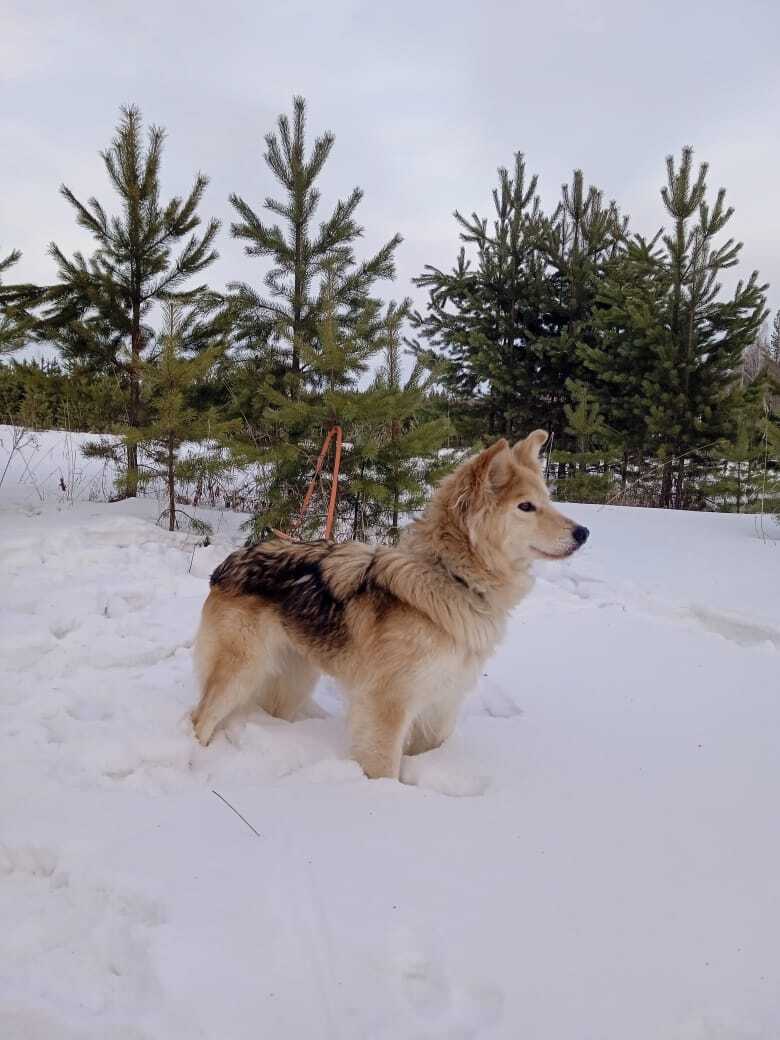 «Деньги пилят, собак убивают». Как «черные» приюты и «разводчики» зарабатывают на животных 14 «Деньги пилят, собак убивают». Как «черные» приюты и «разводчики» зарабатывают на животных 14