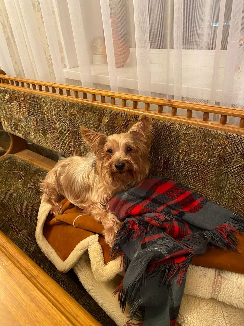 «Деньги пилят, собак убивают». Как «черные» приюты и «разводчики» зарабатывают на животных 15 «Деньги пилят, собак убивают». Как «черные» приюты и «разводчики» зарабатывают на животных 15