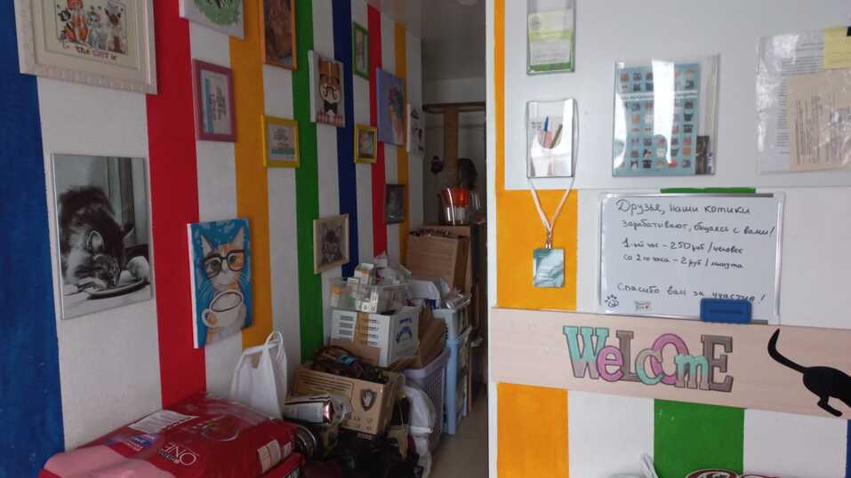 «Деньги пилят, собак убивают». Как «черные» приюты и «разводчики» зарабатывают на животных 16 «Деньги пилят, собак убивают». Как «черные» приюты и «разводчики» зарабатывают на животных 16