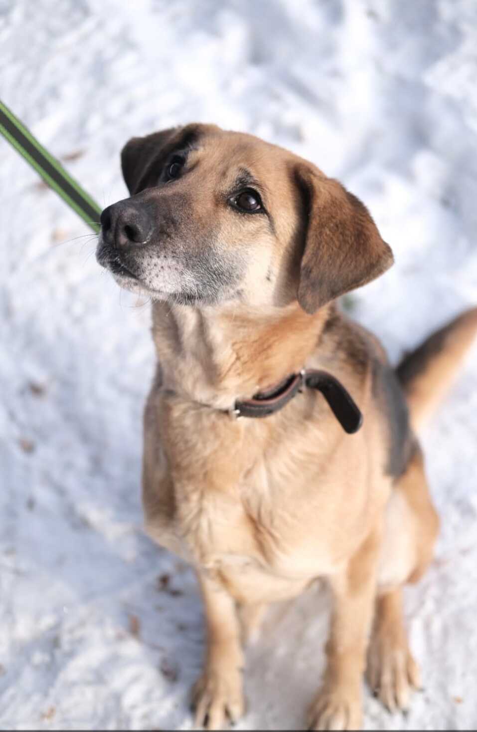 «Деньги пилят, собак убивают». Как «черные» приюты и «разводчики» зарабатывают на животных 10 «Деньги пилят, собак убивают». Как «черные» приюты и «разводчики» зарабатывают на животных 10