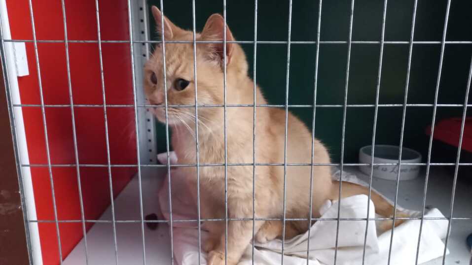 «Деньги пилят, собак убивают». Как «черные» приюты и «разводчики» зарабатывают на животных 5 «Деньги пилят, собак убивают». Как «черные» приюты и «разводчики» зарабатывают на животных 5