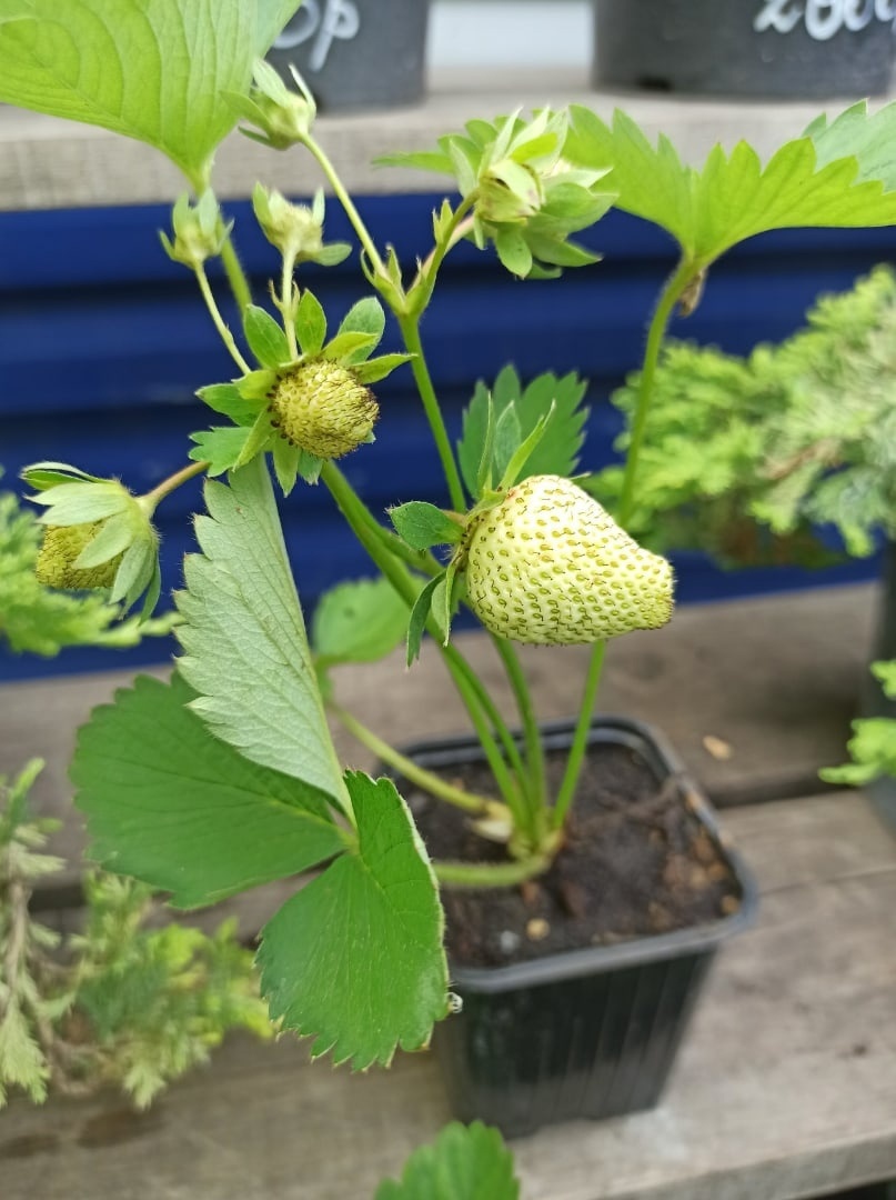 Южноуральская семья основала тепличное хозяйство по соцконтракту 2 Южноуральская семья основала тепличное хозяйство по соцконтракту 2