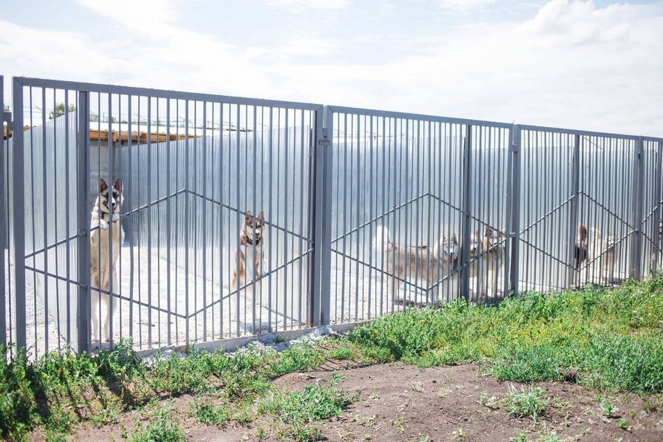 «Мы устали кричать в пустоту». В Екатеринбурге может закрыться приют для хаски 1 «Мы устали кричать в пустоту». В Екатеринбурге может закрыться приют для хаски 1