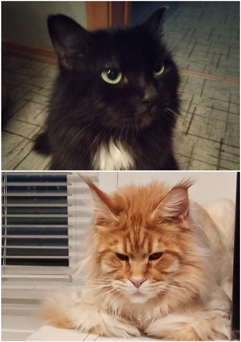 «Забота о животных точно не бизнес»: предприниматели Красноярска о питомцах и зоозащите
8 «Забота о животных точно не бизнес»: предприниматели Красноярска о питомцах и зоозащите
8