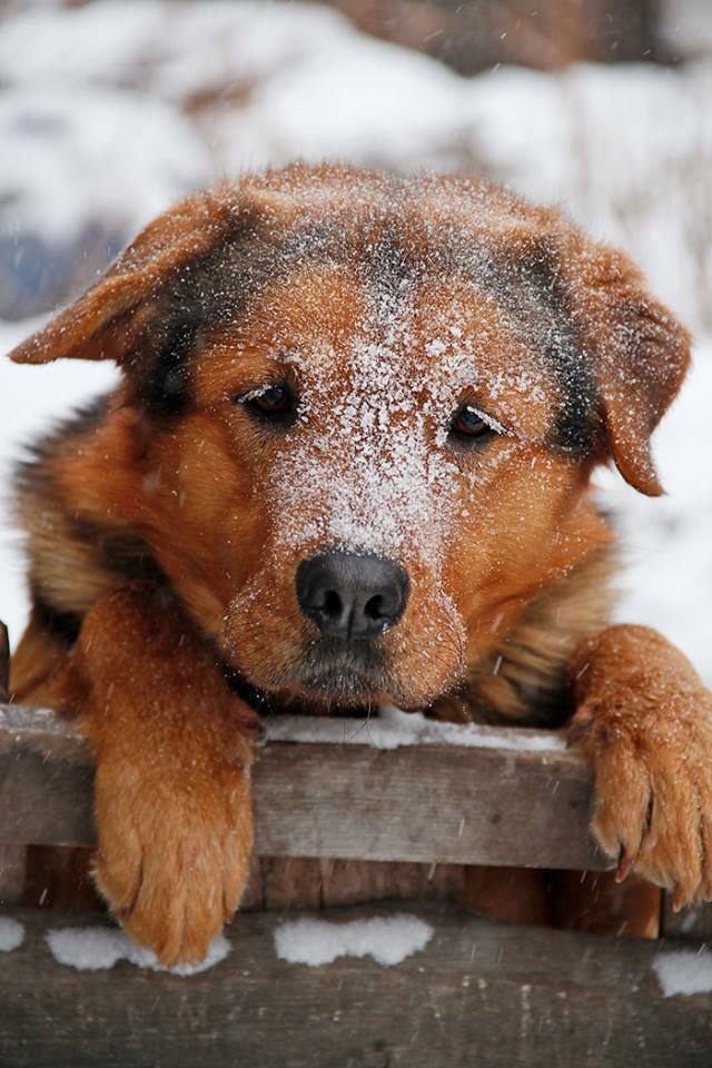 «Забота о животных точно не бизнес»: предприниматели Красноярска о питомцах и зоозащите
6 «Забота о животных точно не бизнес»: предприниматели Красноярска о питомцах и зоозащите
6