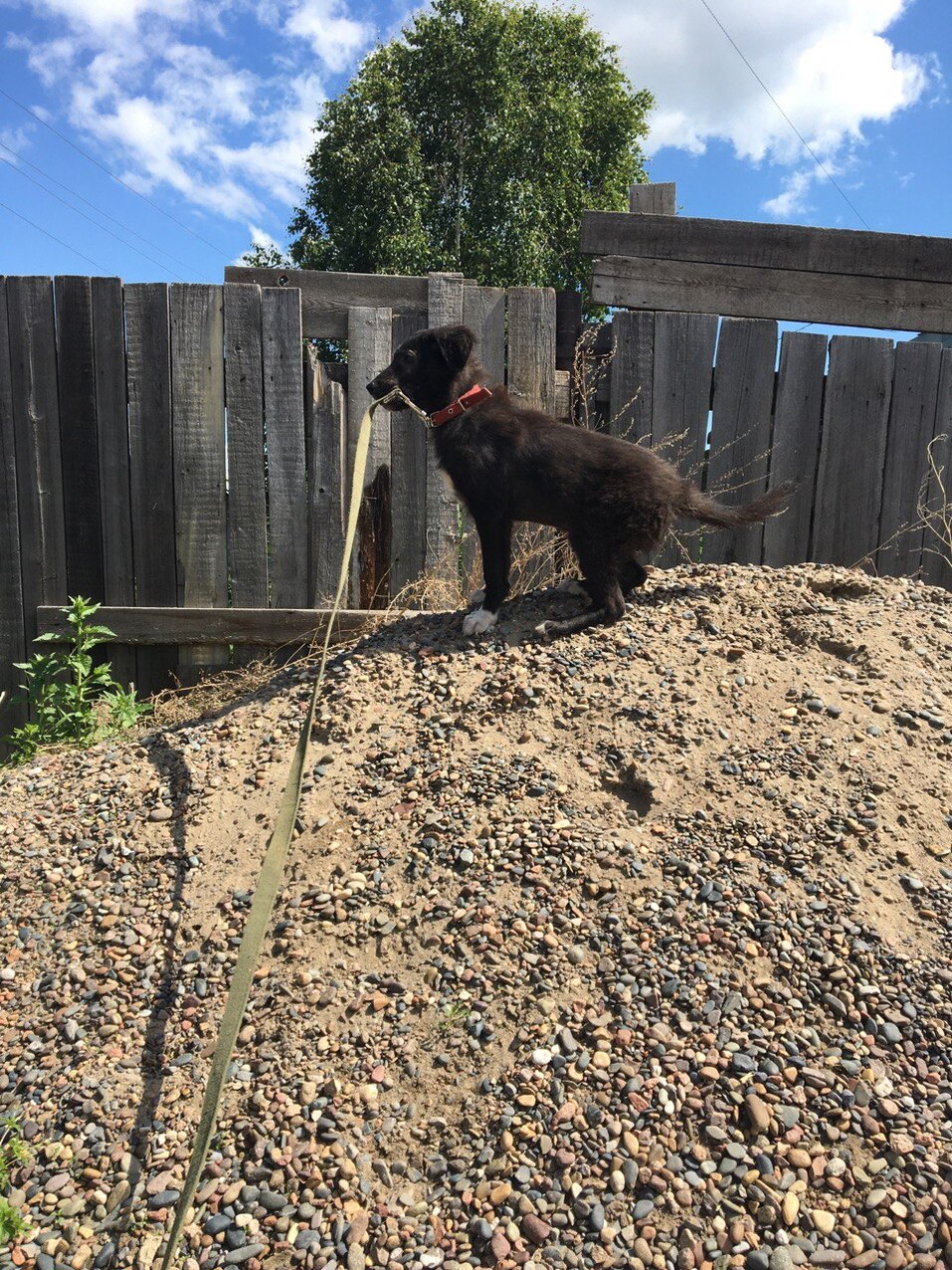 «Забота о животных точно не бизнес»: предприниматели Красноярска о питомцах и зоозащите
5 «Забота о животных точно не бизнес»: предприниматели Красноярска о питомцах и зоозащите
5