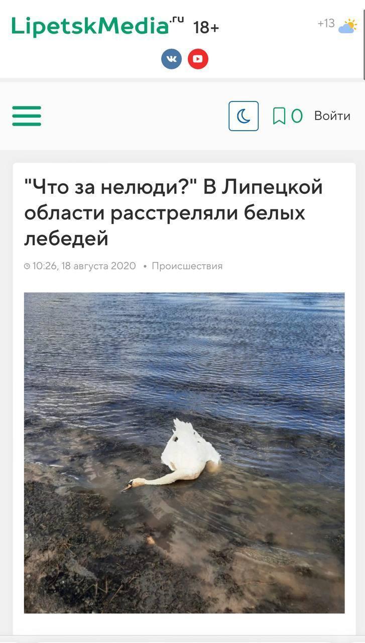 Информация о массовой гибели лебедей на Южном Урале оказалась фейком 2 Информация о массовой гибели лебедей на Южном Урале оказалась фейком 2