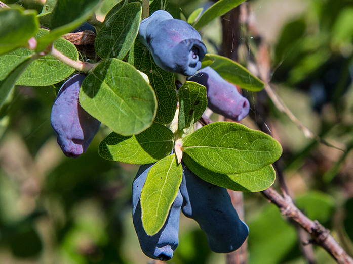 Казалось бы, овощи и ягоды в области мы можем вырастить себе сами. Но нет. Почему? 2 Казалось бы, овощи и ягоды в области мы можем вырастить себе сами. Но нет. Почему? 2