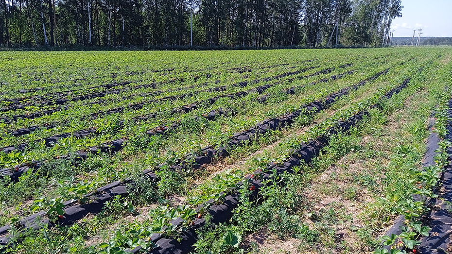Казалось бы, овощи и ягоды в области мы можем вырастить себе сами. Но нет. Почему? 3 Казалось бы, овощи и ягоды в области мы можем вырастить себе сами. Но нет. Почему? 3