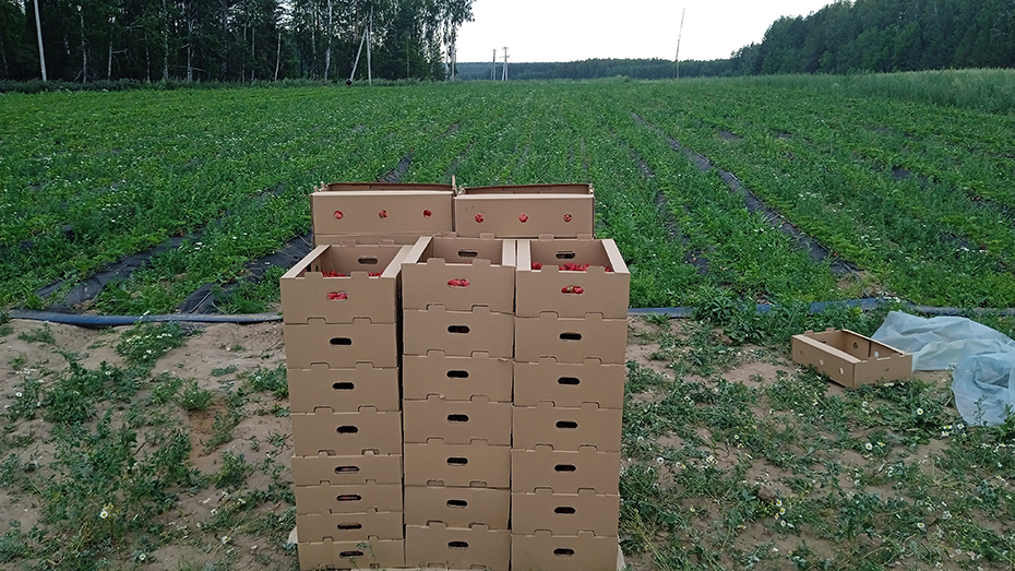 Казалось бы, овощи и ягоды в области мы можем вырастить себе сами. Но нет. Почему? 4 Казалось бы, овощи и ягоды в области мы можем вырастить себе сами. Но нет. Почему? 4