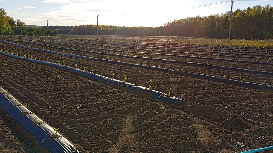 Казалось бы, овощи и ягоды в области мы можем вырастить себе сами. Но нет. Почему? 5 Казалось бы, овощи и ягоды в области мы можем вырастить себе сами. Но нет. Почему? 5