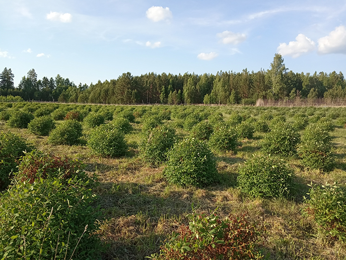 Казалось бы, овощи и ягоды в области мы можем вырастить себе сами. Но нет. Почему? 6 Казалось бы, овощи и ягоды в области мы можем вырастить себе сами. Но нет. Почему? 6