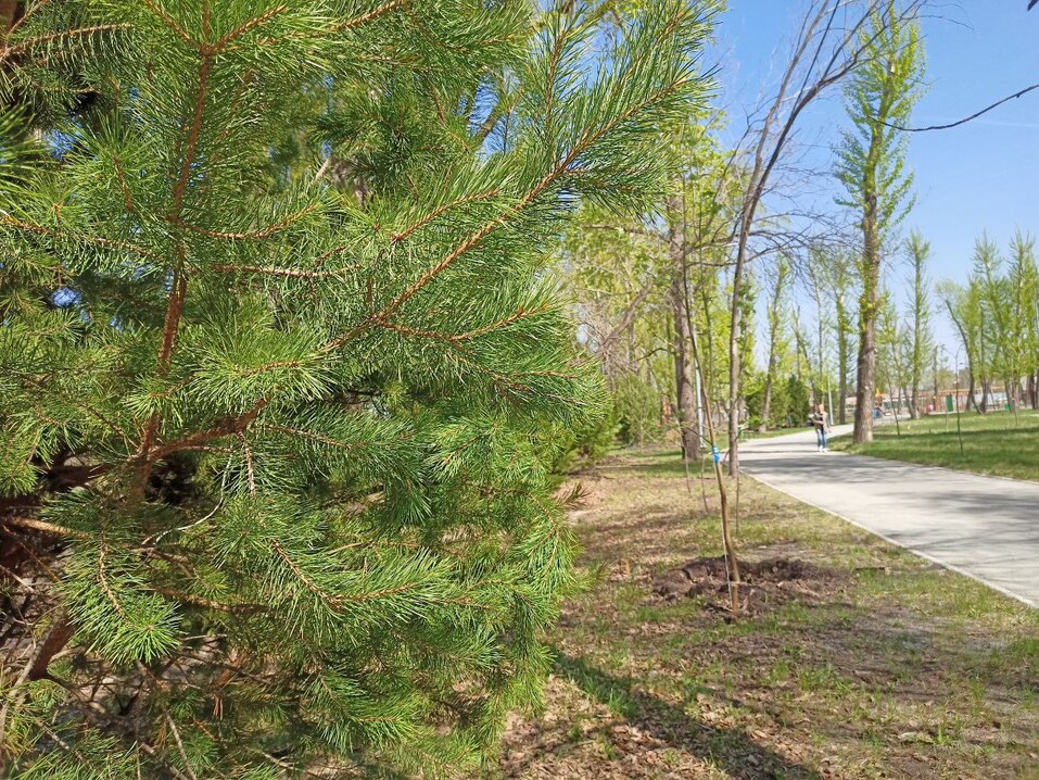 На окраине Челябинска появится первый в городе дендропарк. Фото 1 На окраине Челябинска появится первый в городе дендропарк. Фото 1