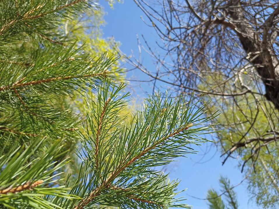 На окраине Челябинска появится первый в городе дендропарк. Фото 5 На окраине Челябинска появится первый в городе дендропарк. Фото 5