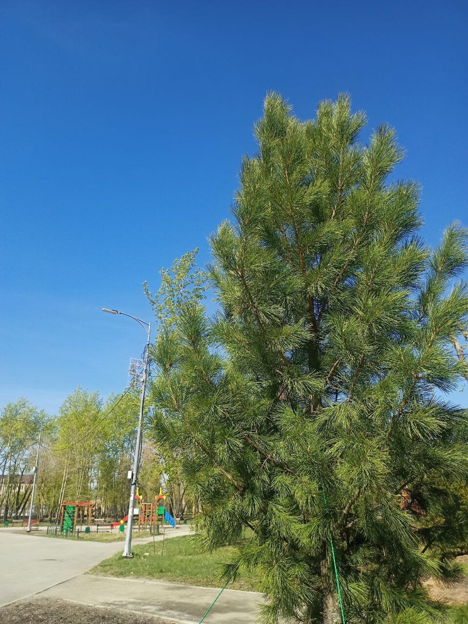 На окраине Челябинска появится первый в городе дендропарк. Фото 4 На окраине Челябинска появится первый в городе дендропарк. Фото 4