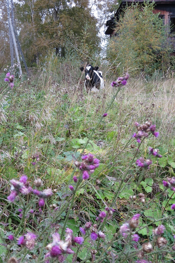 Чердынь: древняя столица княжества и родина пермского звериного стиля 5 Чердынь: древняя столица княжества и родина пермского звериного стиля 5