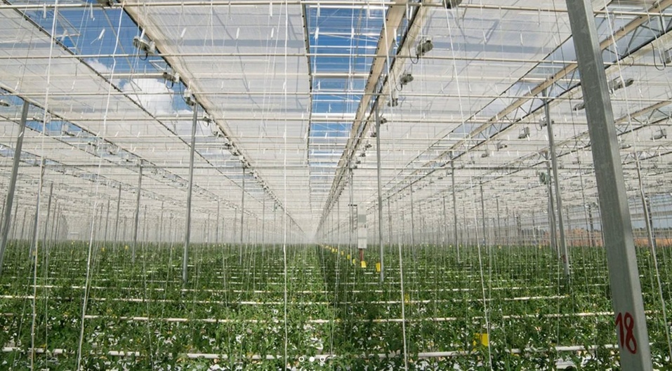 В Свердловской области построят гигантскую теплицу для выращивания овощей 1 В Свердловской области построят гигантскую теплицу для выращивания овощей 1