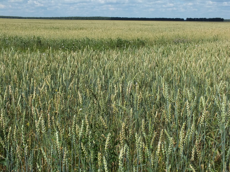 Как собрать калейдоскоп впечатлений по дороге из Екатеринбурга в Горный Алтай 2 Как собрать калейдоскоп впечатлений по дороге из Екатеринбурга в Горный Алтай 2