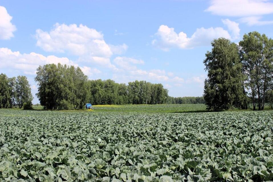 Крупный новосибирский производитель овощей ускорит упаковку продукции 1 Крупный новосибирский производитель овощей ускорит упаковку продукции 1