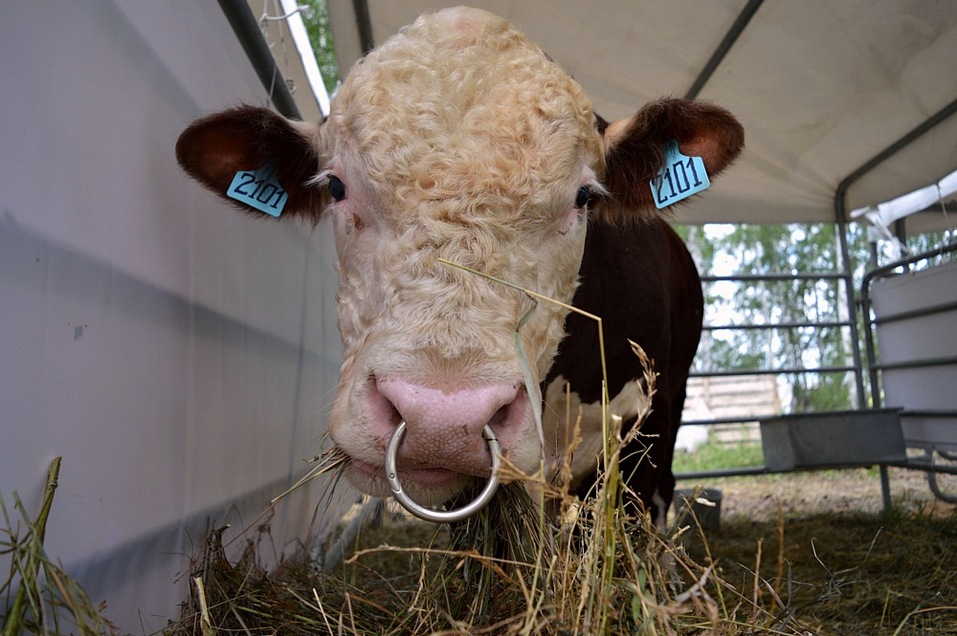 Дрон-опрыскиватель и инновационная техника: чем «День поля — 2023» удивил южноуральцев 4 Дрон-опрыскиватель и инновационная техника: чем «День поля — 2023» удивил южноуральцев 4