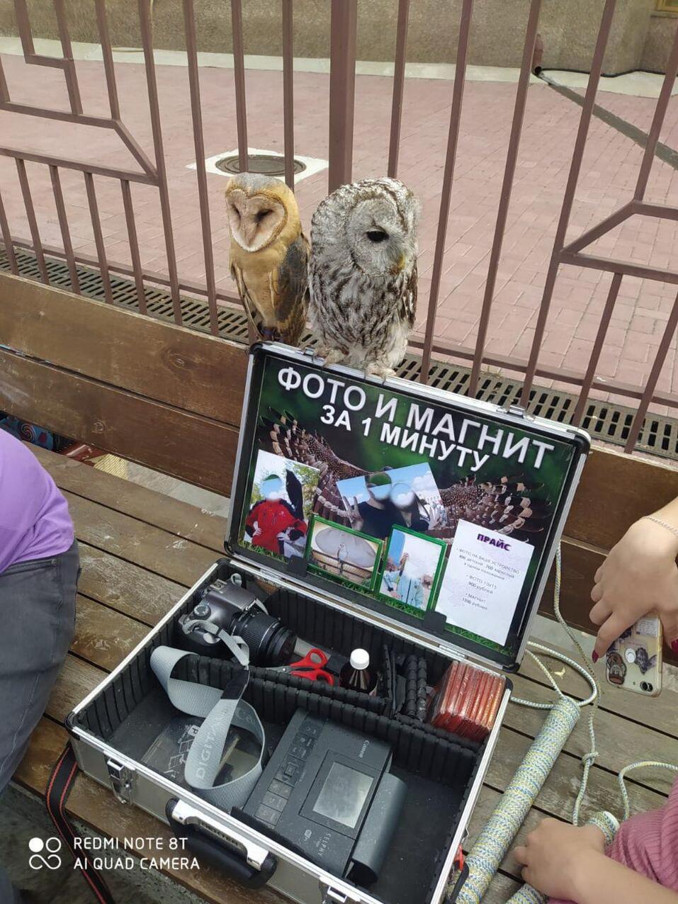 На Кировке задержали фотографов, державших на привязи сов 1 На Кировке задержали фотографов, державших на привязи сов 1