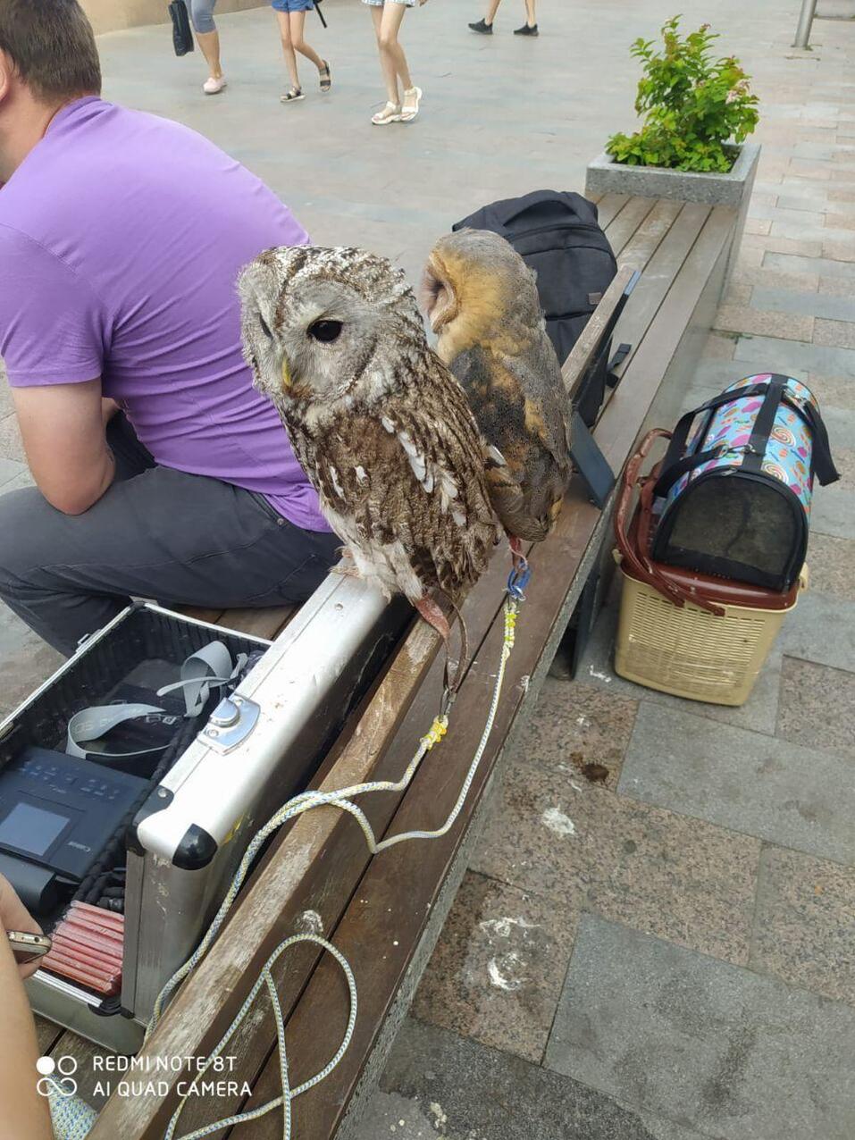 На Кировке задержали фотографов, державших на привязи сов 2 На Кировке задержали фотографов, державших на привязи сов 2