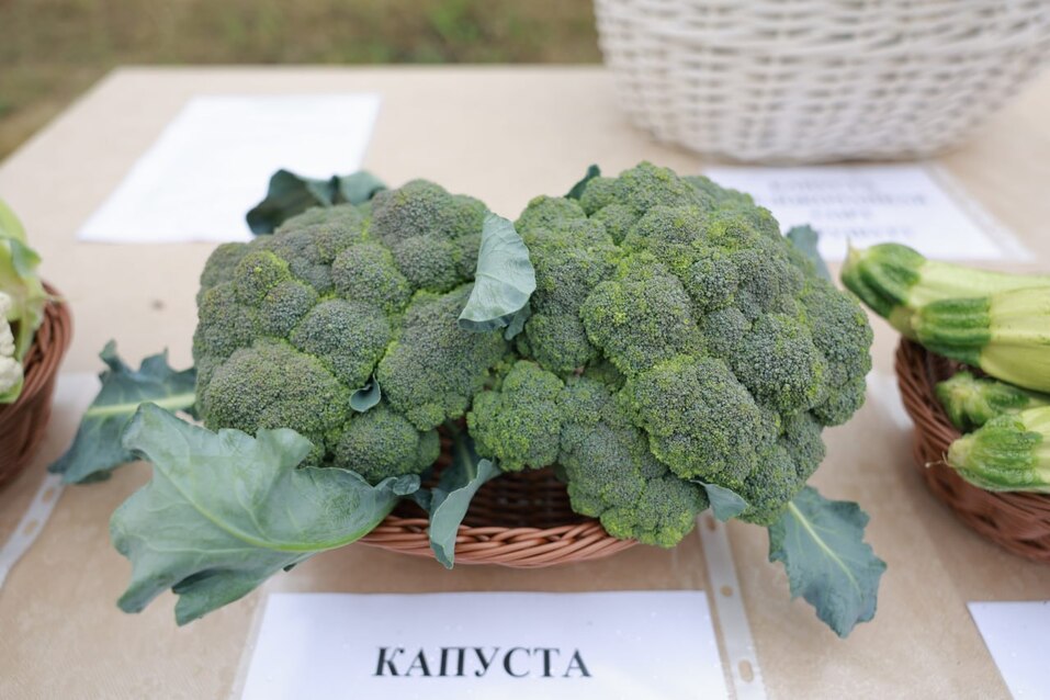 «Займитесь темой семян»: Текслер дал поручения челябинским аграриям 2 «Займитесь темой семян»: Текслер дал поручения челябинским аграриям 2