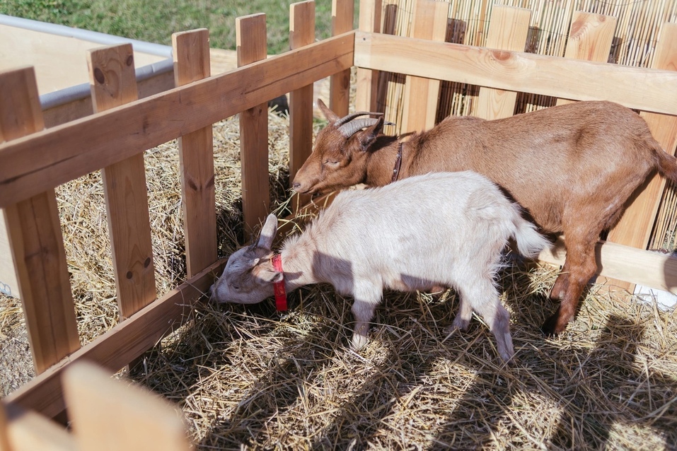 В Челябинске пройдёт крупнейшая XI Межрегиональная агропромышленная выставка УрФО 1 В Челябинске пройдёт крупнейшая XI Межрегиональная агропромышленная выставка УрФО 1