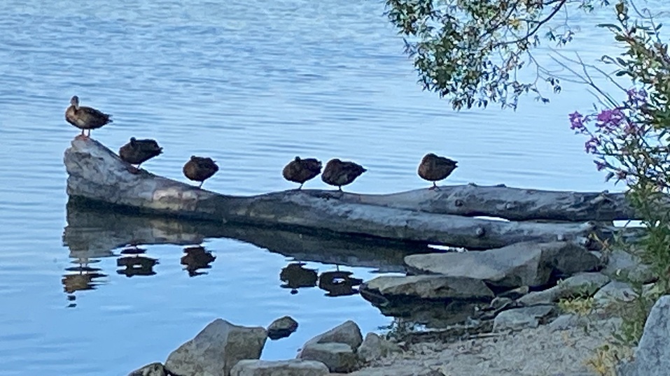 Юрий Моисеенко: «Шарташ как поток». Какие возможности он дает развитию каждого 3 Юрий Моисеенко: «Шарташ как поток». Какие возможности он дает развитию каждого 3