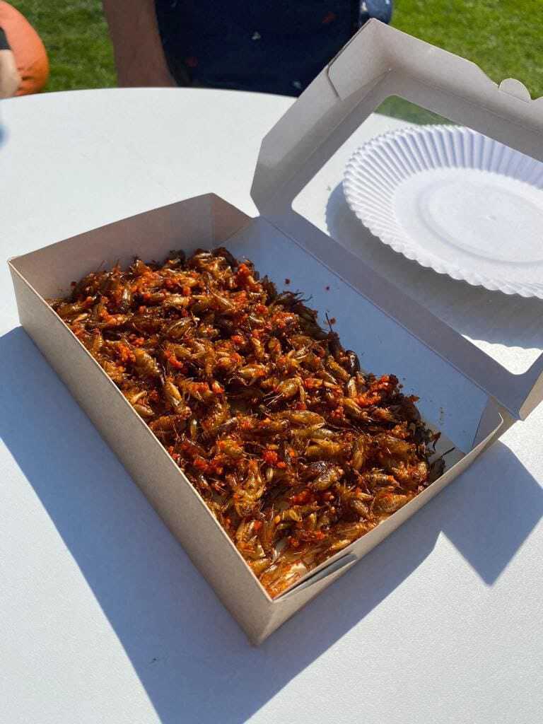 «Девять решений из десяти мы факапили». Как новосибирские ученые «геноцидили» сверчка 4 «Девять решений из десяти мы факапили». Как новосибирские ученые «геноцидили» сверчка 4