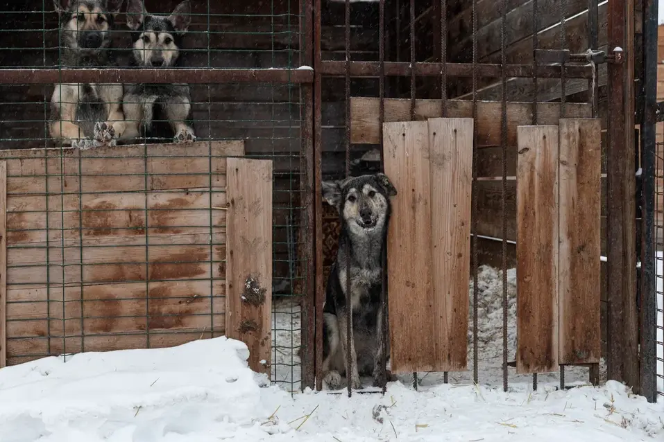Собачья жизнь: 600 подопечных «хвостиков» приюта могут оказаться на улице 5 Собачья жизнь: 600 подопечных «хвостиков» приюта могут оказаться на улице 5