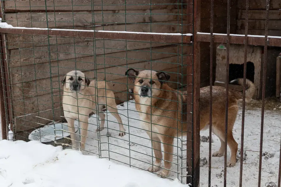 Собачья жизнь: 600 подопечных «хвостиков» приюта могут оказаться на улице 6 Собачья жизнь: 600 подопечных «хвостиков» приюта могут оказаться на улице 6