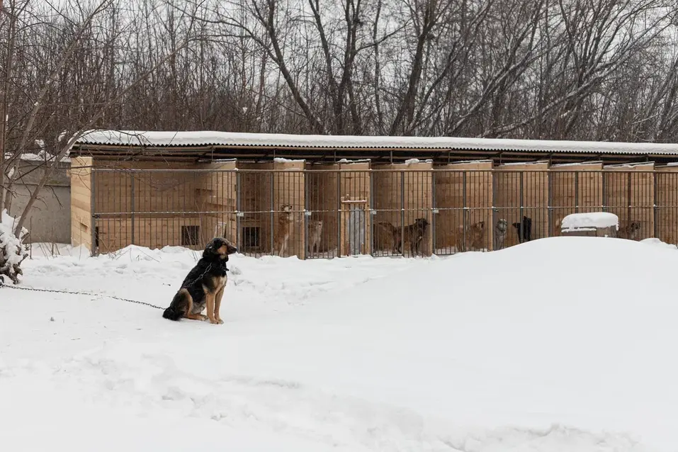 Собачья жизнь: 600 подопечных «хвостиков» приюта могут оказаться на улице 16 Собачья жизнь: 600 подопечных «хвостиков» приюта могут оказаться на улице 16