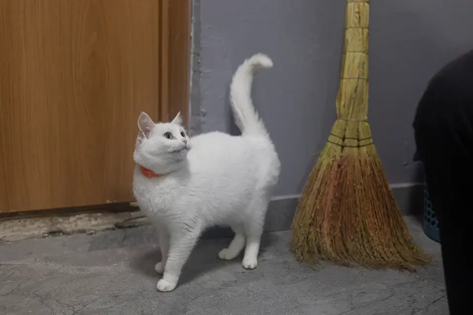 Собачья жизнь: 600 подопечных «хвостиков» приюта могут оказаться на улице 12 Собачья жизнь: 600 подопечных «хвостиков» приюта могут оказаться на улице 12