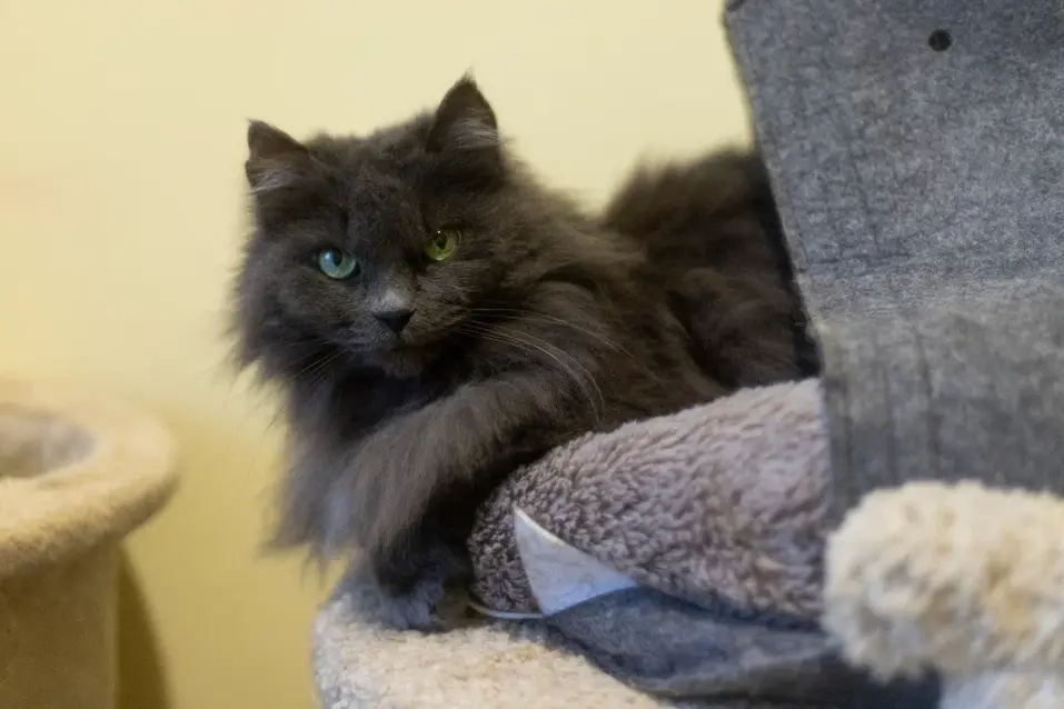 Собачья жизнь: 600 подопечных «хвостиков» приюта могут оказаться на улице 11 Собачья жизнь: 600 подопечных «хвостиков» приюта могут оказаться на улице 11