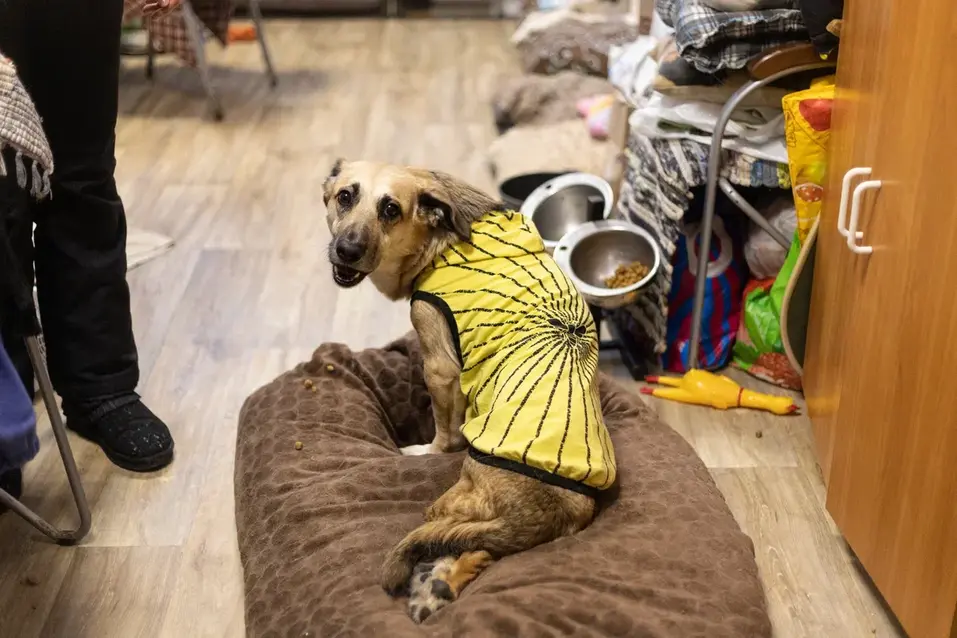 Собачья жизнь: 600 подопечных «хвостиков» приюта могут оказаться на улице 8 Собачья жизнь: 600 подопечных «хвостиков» приюта могут оказаться на улице 8