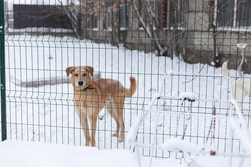 Собачья жизнь: 600 подопечных «хвостиков» приюта могут оказаться на улице 1 Собачья жизнь: 600 подопечных «хвостиков» приюта могут оказаться на улице 1