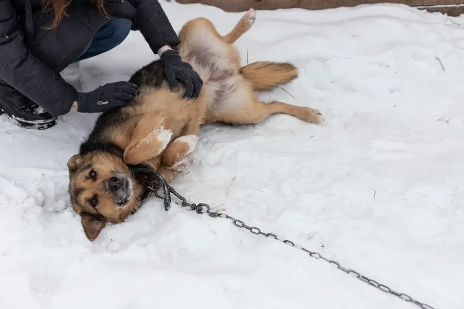 Собачья жизнь: 600 подопечных «хвостиков» приюта могут оказаться на улице 2 Собачья жизнь: 600 подопечных «хвостиков» приюта могут оказаться на улице 2