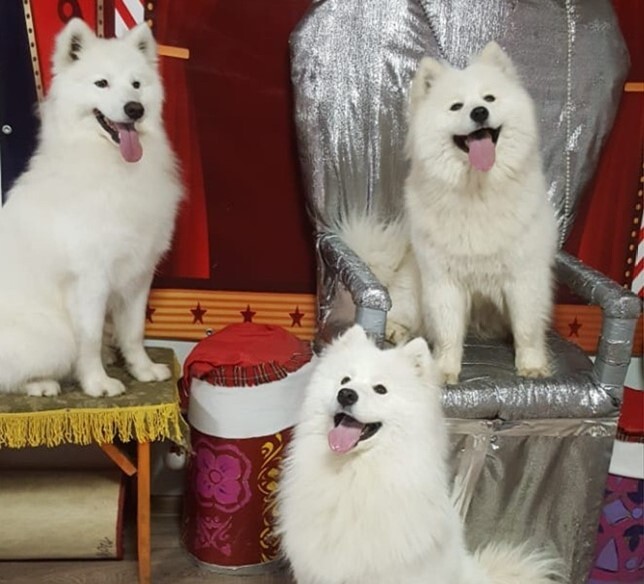 Кто в Екатеринбурге замахнулся построить собственный цирк с манежем? 2 Кто в Екатеринбурге замахнулся построить собственный цирк с манежем? 2