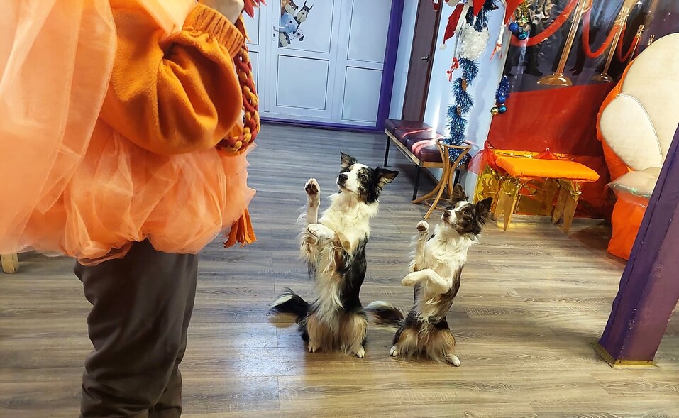 Кто в Екатеринбурге замахнулся построить собственный цирк с манежем? 9 Кто в Екатеринбурге замахнулся построить собственный цирк с манежем? 9