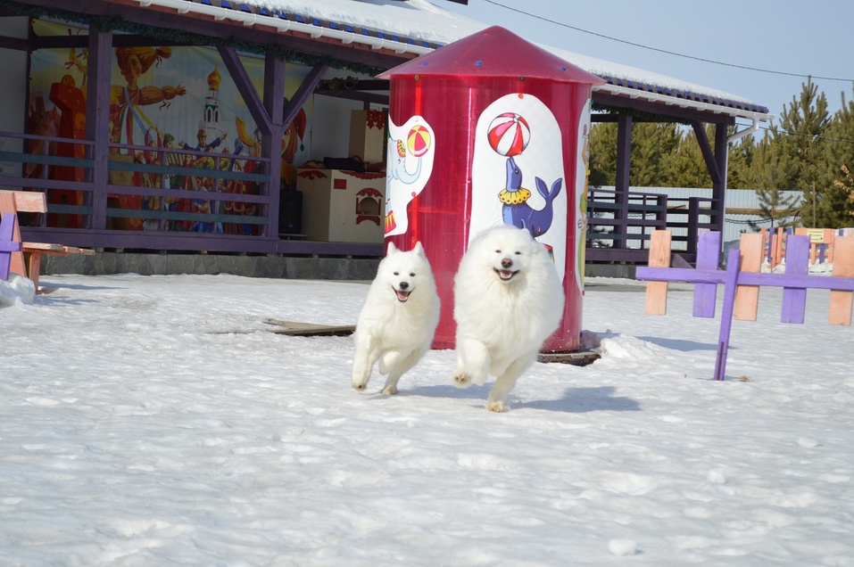 Кто в Екатеринбурге замахнулся построить собственный цирк с манежем? 12 Кто в Екатеринбурге замахнулся построить собственный цирк с манежем? 12