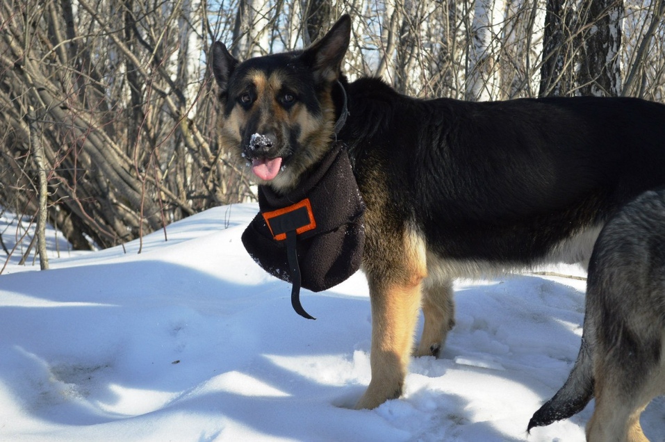 Кто в Екатеринбурге замахнулся построить собственный цирк с манежем? 15 Кто в Екатеринбурге замахнулся построить собственный цирк с манежем? 15