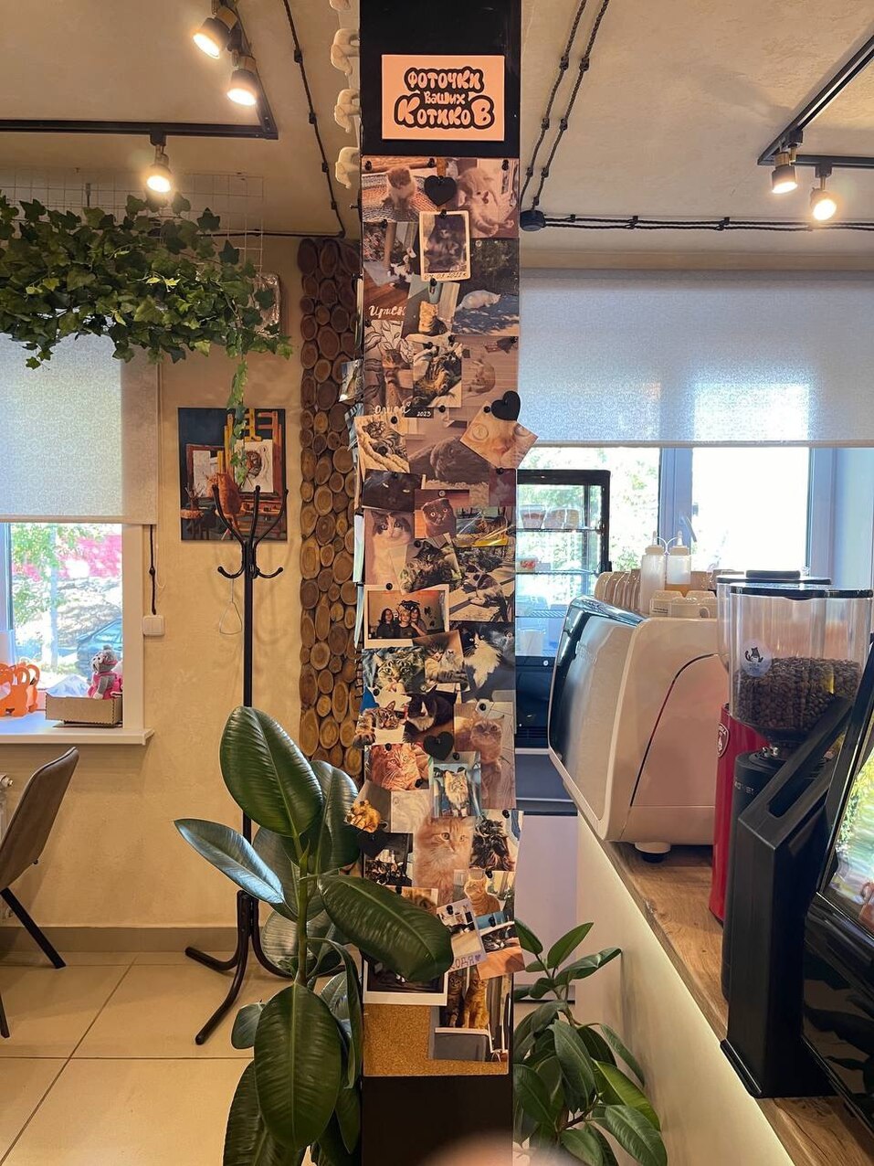 В кофейне есть колонна с пробковым покрытием, гости приносят фото своих котиков, и их крепят на колонну.
